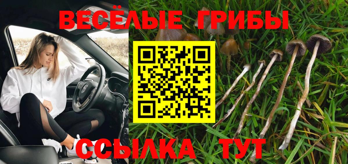 Псилоцибиновые грибы Psilocybine cubensis Губаха