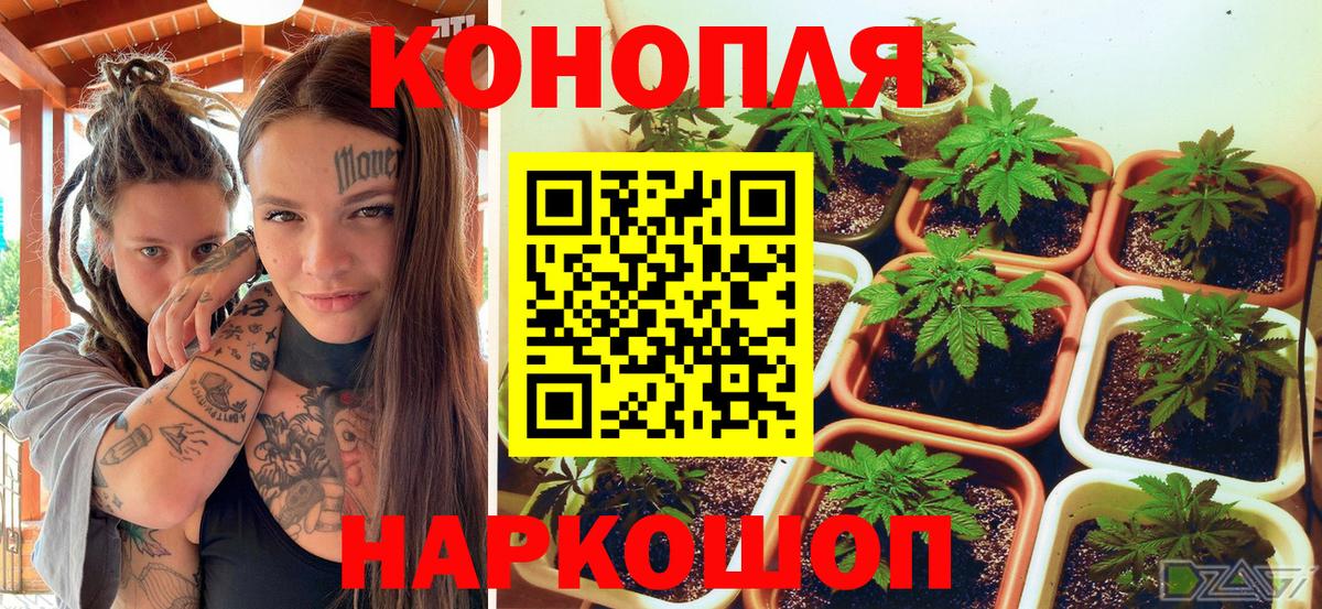 Канабис White Widow  Вход с VPN  Губаха  Бошки Шишки план  Каннабис Amnesia 